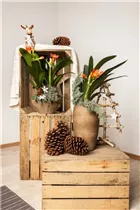 Clivia miniata - Zimmer-Clivie Clivia miniata - Zimmer-Clivie