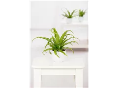Asplenium nidus - Nestfarn Asplenium nidus - Nestfarn
