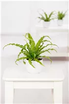 Asplenium nidus - Nestfarn Asplenium nidus - Nestfarn