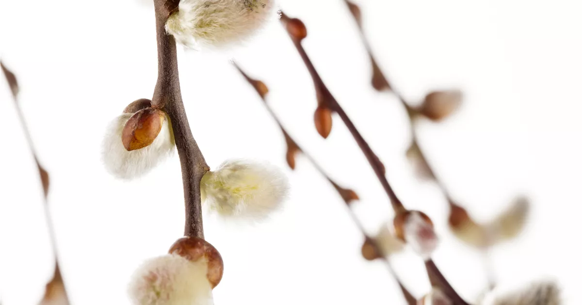  - Einen Sichtschutz oder Gartenbegrenzung mit Weiden ziehen