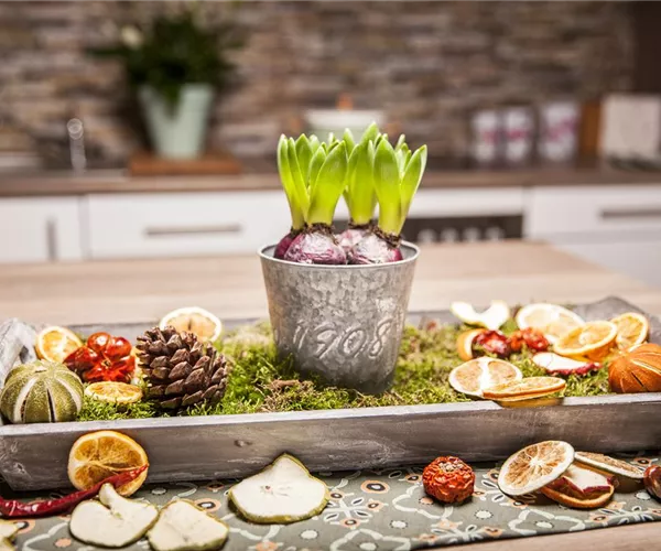 - Hyazinthen zu Weihnachten  - Hyazinthen zu Weihnachten