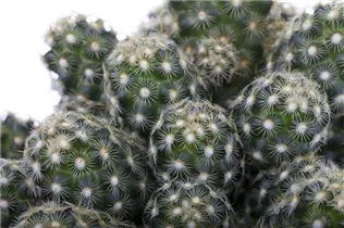 Cactus - Kakteen Cactus - Kakteen