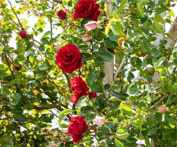 - Veredelung von Rosen  - Veredelung von Rosen