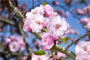 Malus 'Brandy Magic' - Zierapfel 'Brandy Magic'