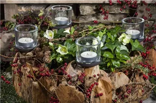 Helleborus niger - Christrose