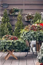 Gaultheria procumbens 'Macrocarpa' - Niedere Scheinbeere 'Macrocarpa' Gaultheria procumbens 'Macrocarpa' - Niedere Scheinbeere 'Macrocarpa'