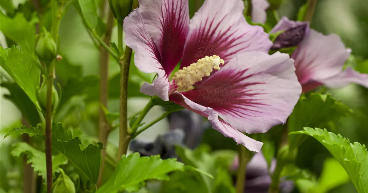  - Der Hibiskus, ein großartiges Mitglied im Garten-Ensemble