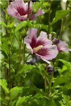 Hibiscus syriacus - Roseneibisch