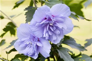 Hibiscus syriacus 'Blue Chiffon'® - Garteneibisch 'Blue Chiffon'®