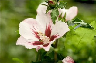 Hibiscus syriacus 'Hamabo' - Garteneibisch 'Hamabo'
