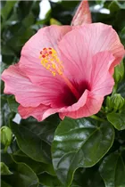 Hibiscus rosa-sinensis - Chinesischer Roseneibisch Hibiscus rosa-sinensis - Chinesischer Roseneibisch