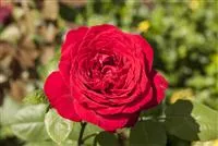 - Rosen pflanzen und schneiden   - Rosen pflanzen und schneiden