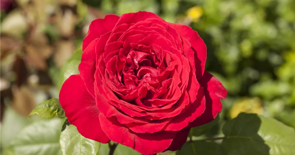 - Rosen pflanzen und schneiden 