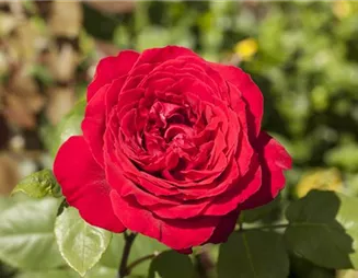 Rosen pflanzen und schneiden 