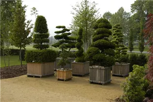 Formgehölze - Formgehölze Formgehölze - Formgehölze