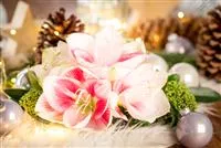 - Amaryllis – weihnachtlicher Blütentraum  - Amaryllis – weihnachtlicher Blütentraum