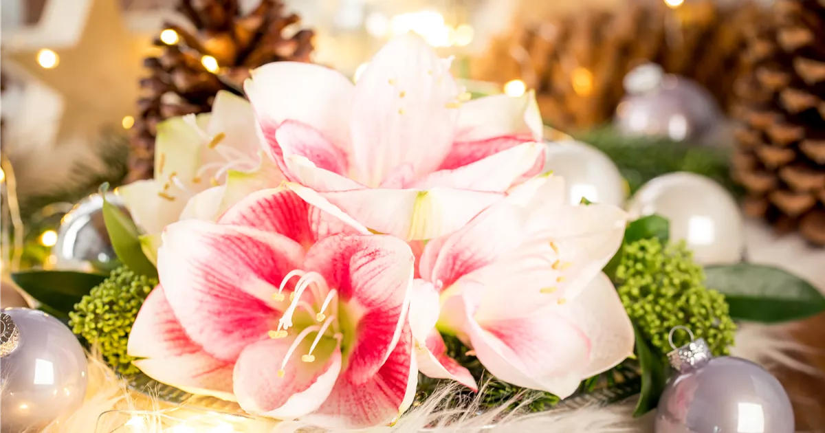  - Amaryllis – weihnachtlicher Blütentraum