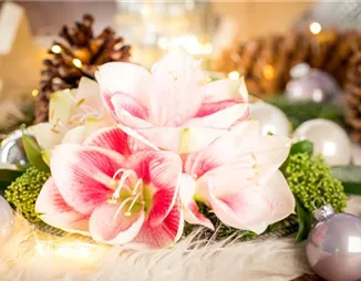 Amaryllis – weihnachtlicher Blütentraum