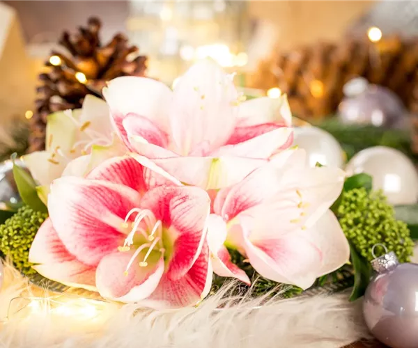 - Amaryllis – weihnachtlicher Blütentraum  - Amaryllis – weihnachtlicher Blütentraum