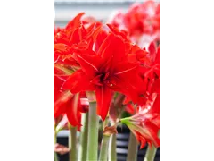Hippeastrum 'Double Delicious' - Ritterstern 'Double Delicious' Hippeastrum 'Double Delicious' - Ritterstern 'Double Delicious'