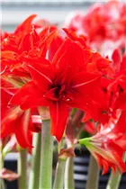 Hippeastrum 'Double Delicious' - Ritterstern 'Double Delicious' Hippeastrum 'Double Delicious' - Ritterstern 'Double Delicious'