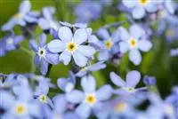 - Das Vergissmeinnicht als Frühlingsbote  - Das Vergissmeinnicht als Frühlingsbote