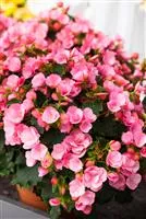 - Begonien überwintern – frostempfindliche Knollen im Winter  - Begonien überwintern – frostempfindliche Knollen im Winter