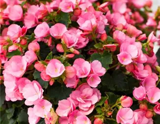 Begonien überwintern – frostempfindliche Knollen im Winter