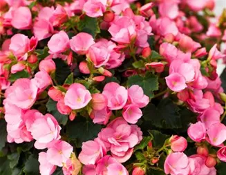 Begonien überwintern – frostempfindliche Knollen im Winter Begonien überwintern – frostempfindliche Knollen im Winter