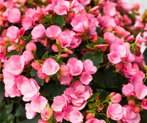 - Begonien überwintern – frostempfindliche Knollen im Winter  - Begonien überwintern – frostempfindliche Knollen im Winter