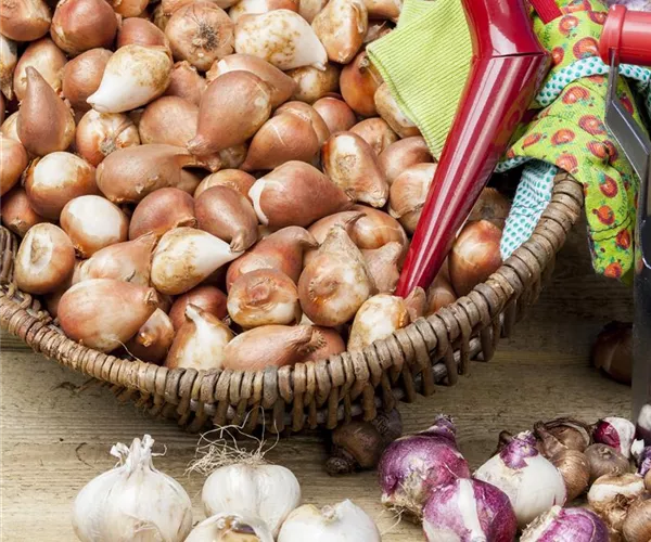 - Blumenzwiebeln pflanzen im Garten  - Blumenzwiebeln pflanzen im Garten