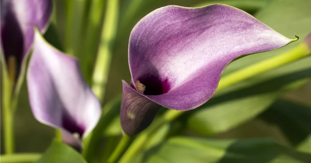  - Frostempfindliche Schönheit: Calla überwintern