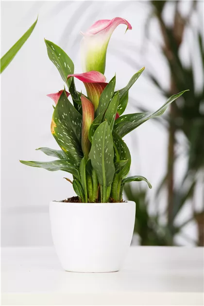 Zantedeschia aethiopica, rosa