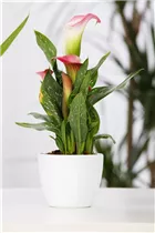 - Zantedeschia aethiopica, rosa  - Zantedeschia aethiopica, rosa