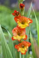 - Gladiolen überwintern: Vorbereitung und Lagerung  - Gladiolen überwintern: Vorbereitung und Lagerung