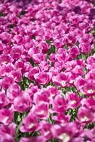 - Stauden und Blumenzwiebeln kombinieren  - Stauden und Blumenzwiebeln kombinieren