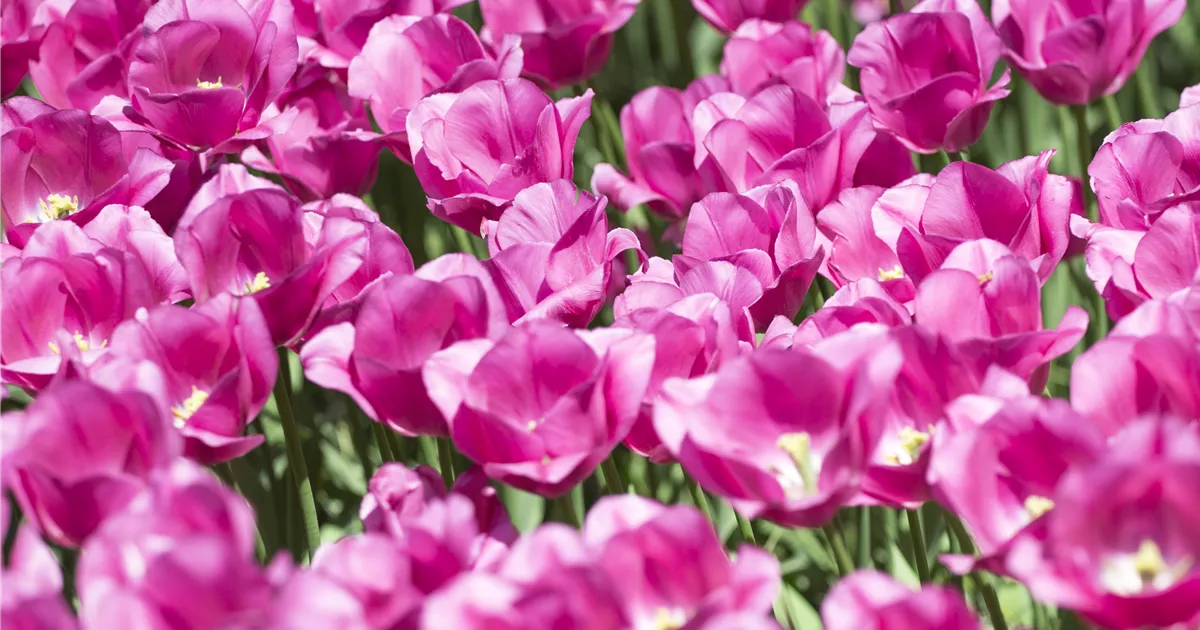  - Stauden und Blumenzwiebeln kombinieren