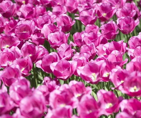 - Stauden und Blumenzwiebeln kombinieren  - Stauden und Blumenzwiebeln kombinieren