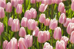 Blumenzwiebeln - Tulpen Darwin Hybride Mischung x20 Blumenzwiebeln - Tulpen Darwin Hybride Mischung x20