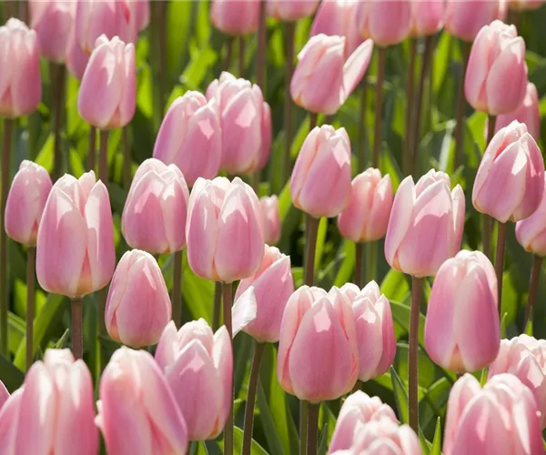 - Triumph-Tulpen pflanzen – Farbenspiel im Blumenbeet  - Triumph-Tulpen pflanzen – Farbenspiel im Blumenbeet
