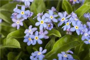 Myosotis sylvatica - Wald-Vergissmeinnicht Myosotis sylvatica - Wald-Vergissmeinnicht