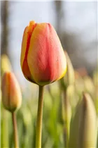  - Tulipa Triumph