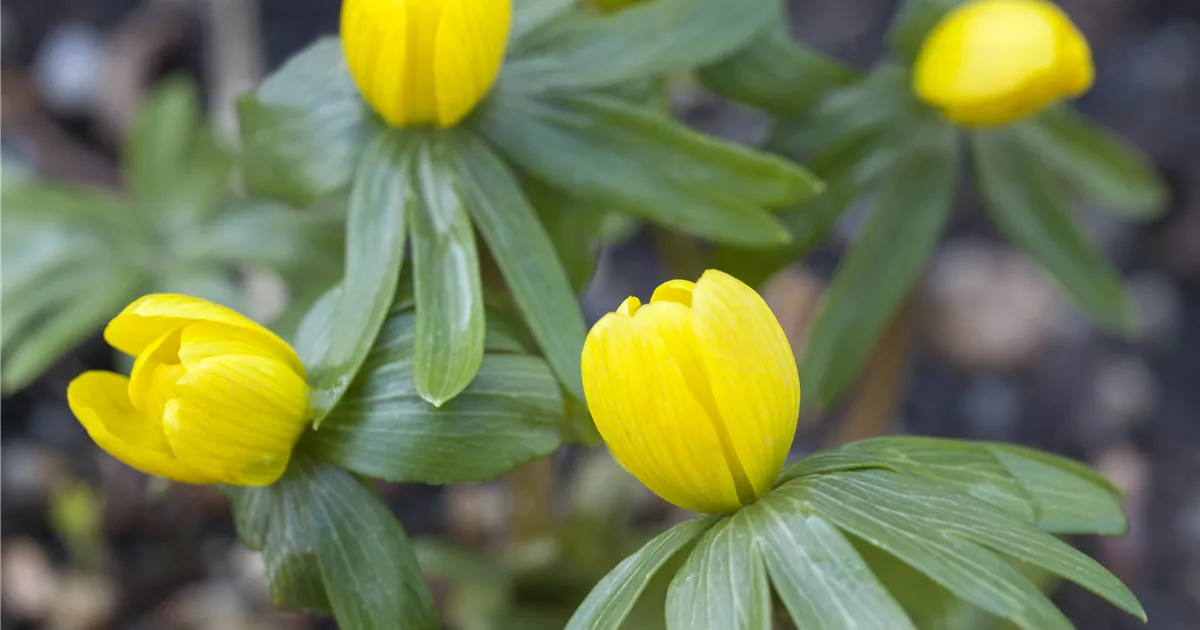  - Winterlinge – erste Farbtupfer im winterlichen Garten