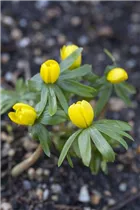 Eranthis hyemalis - Winterling