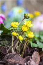 Eranthis hyemalis - Winterling