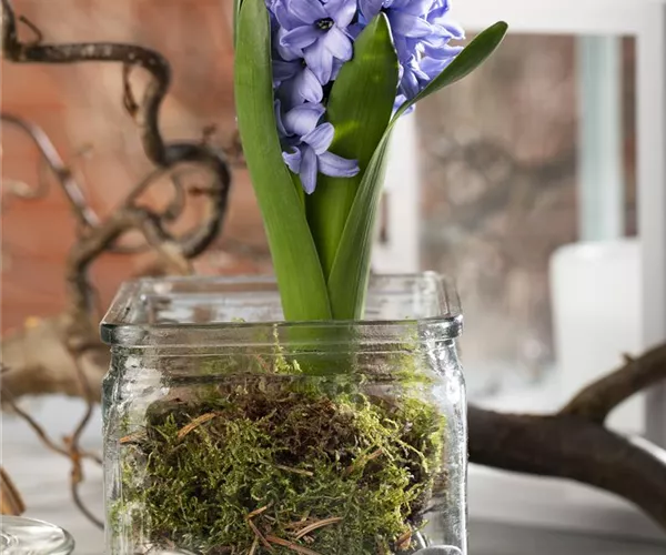 - Weihnachtliche Geschenkidee: Blumenzwiebeln im Glas  - Weihnachtliche Geschenkidee: Blumenzwiebeln im Glas