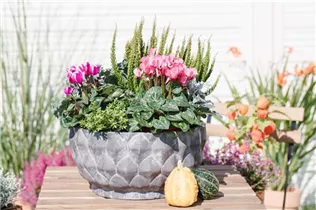 Cyclamen persicum 'Out-Land' - Alpenveilchen 'Out-Land' Cyclamen persicum 'Out-Land' - Alpenveilchen 'Out-Land'