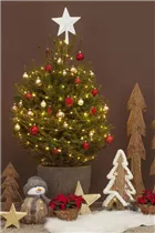 Picea abies - Rotfichte