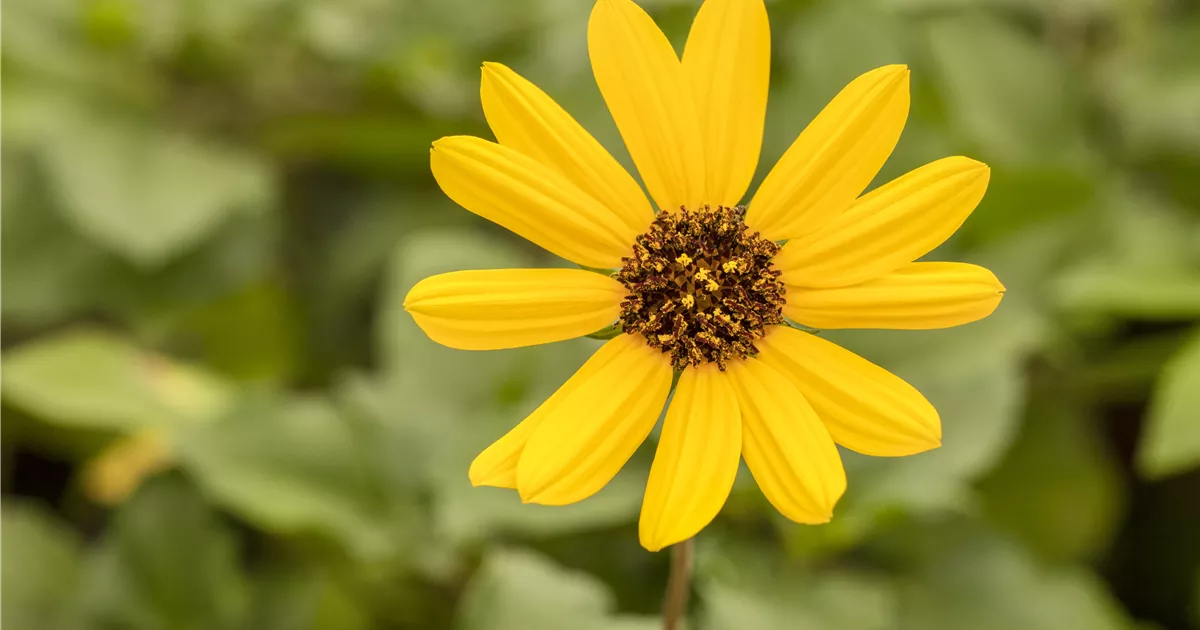  - Mit einjährigen Pflanzen den Garten bunter machen