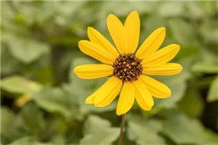 Helianthus 'Helisol' - Sonnenblume 'Helisol'